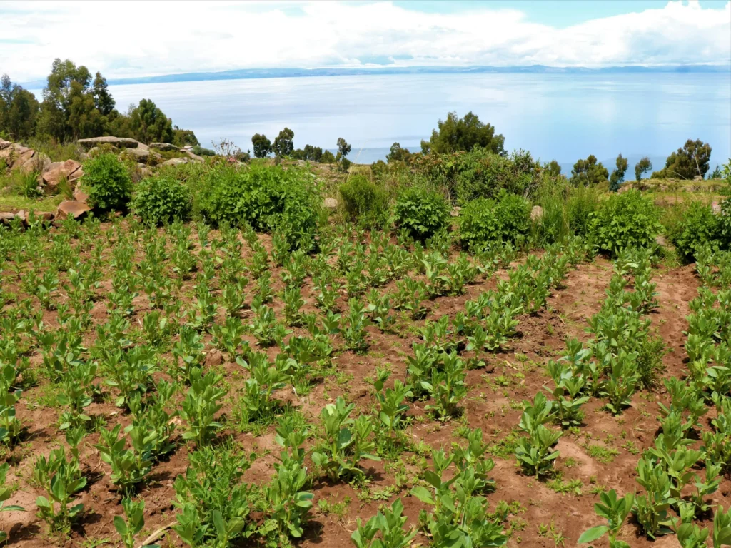 Agricultura 6